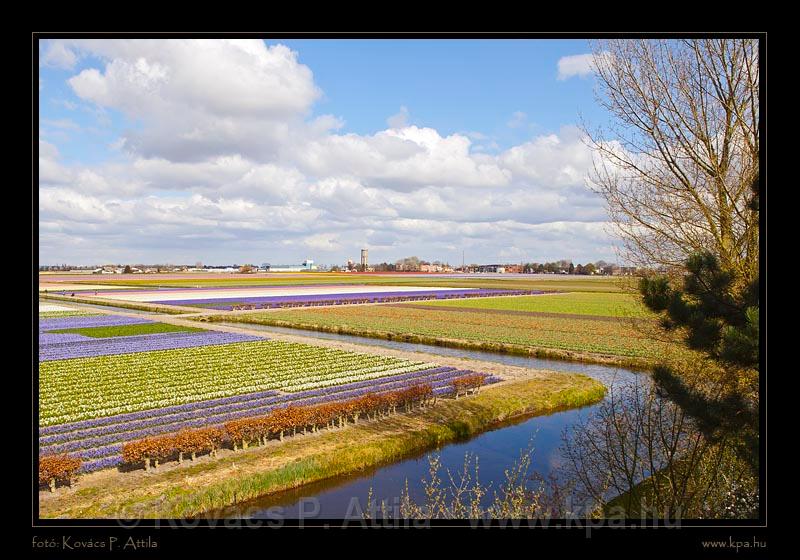 Keukenhof Hollandia 093.jpg